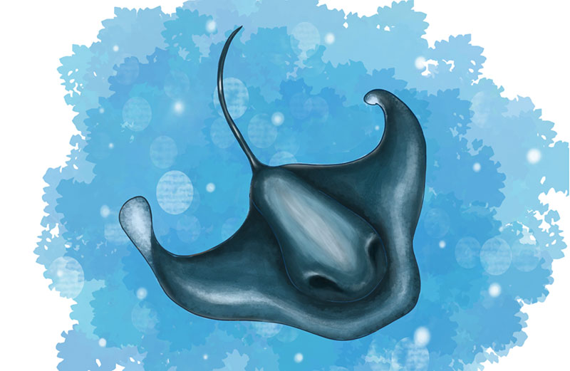 Ilustración de mantarraya.